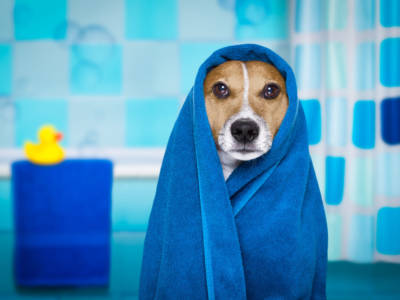 Cane Asciugamano Acqua