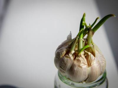 aglio vasetto acqua germogli
