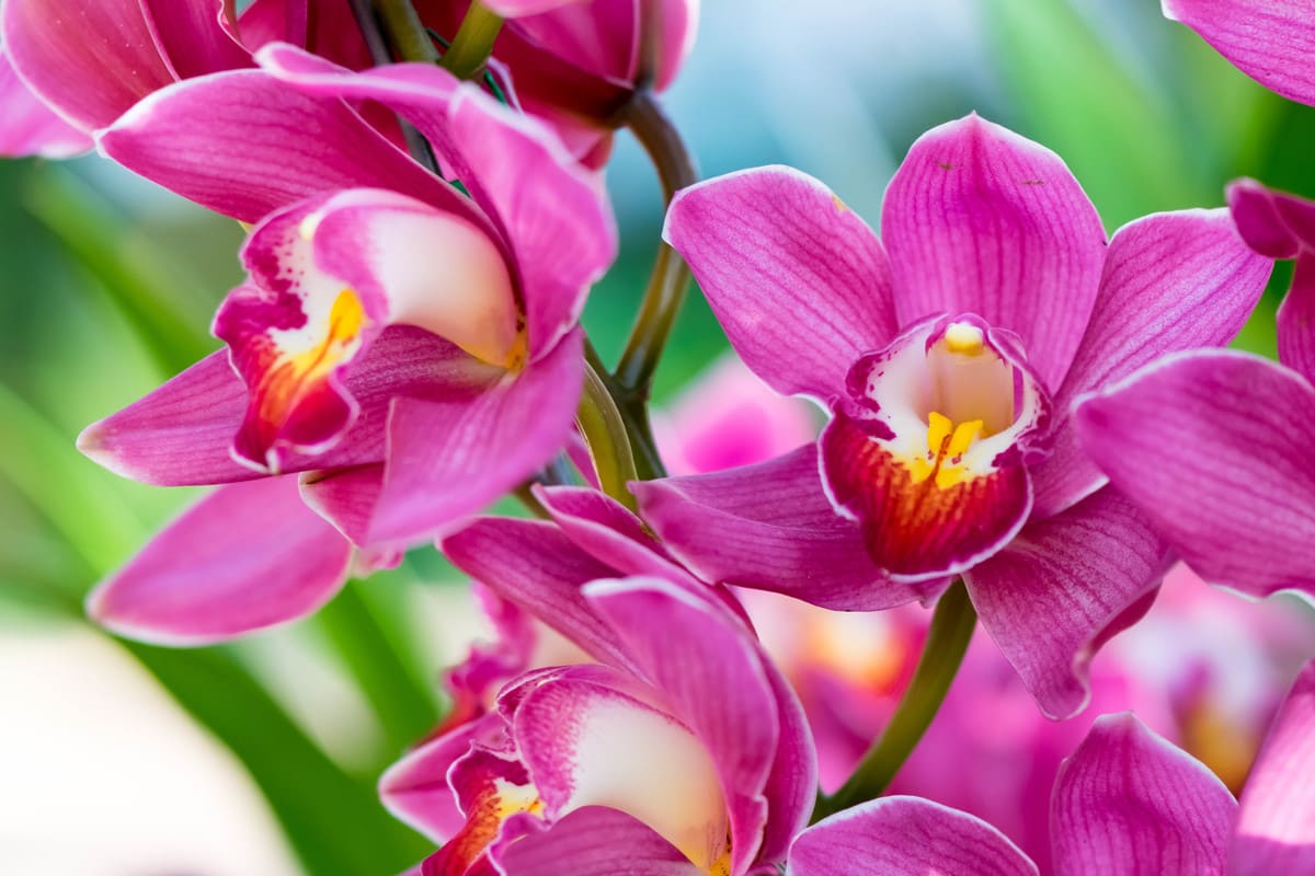 Orchidee