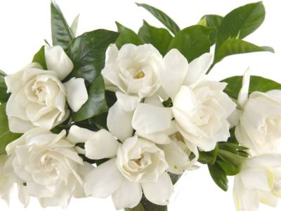 gardenie fiori bianchi bouquet