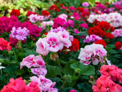 gerani fiori