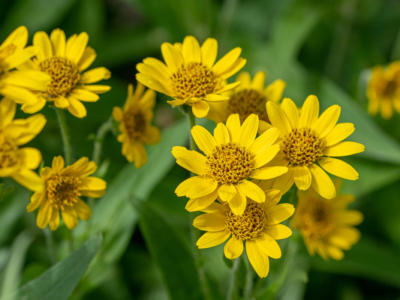 fiori arnica gialli