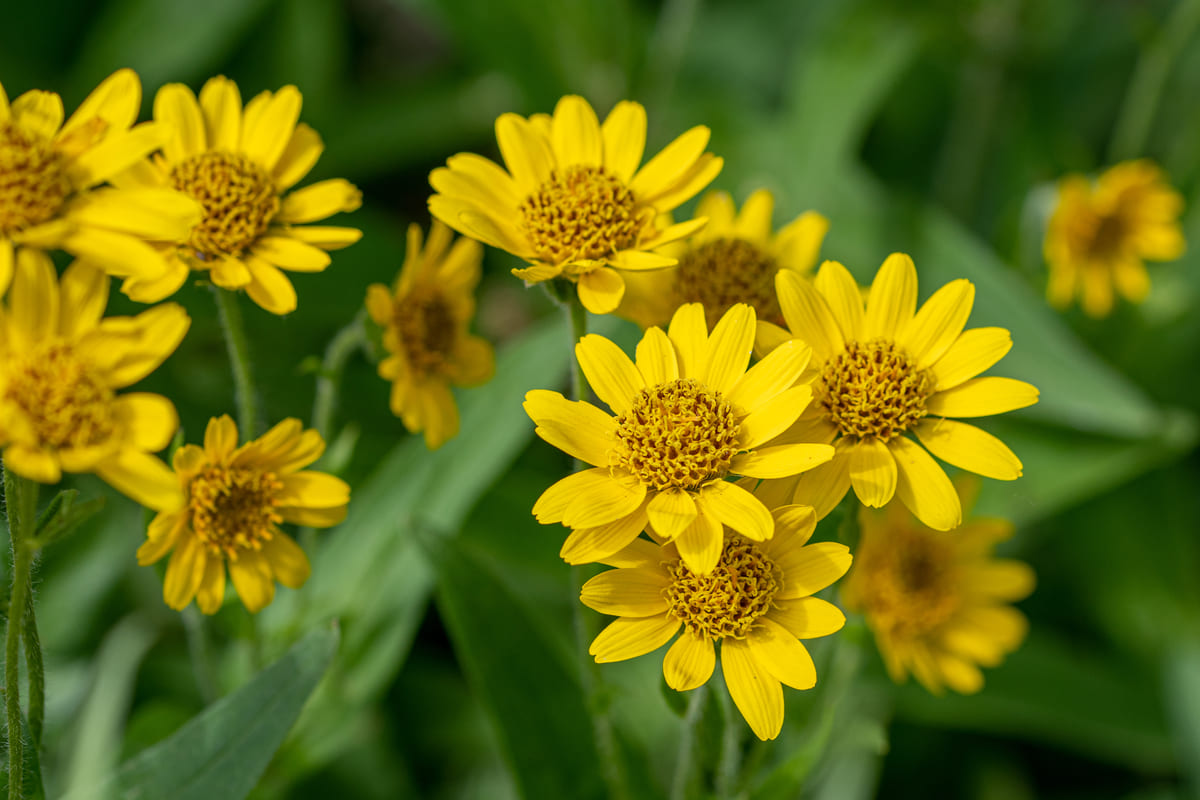 fiori arnica gialli