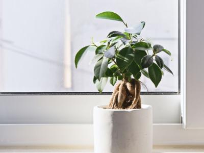 piantina di ficus