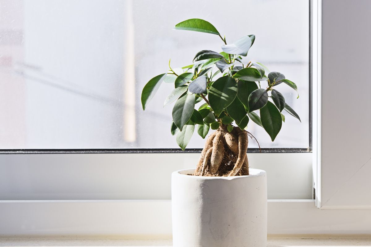piantina di ficus
