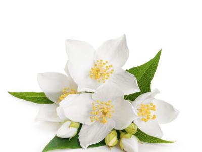 fiori bianchi gelsomino
