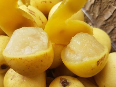 frutto marula