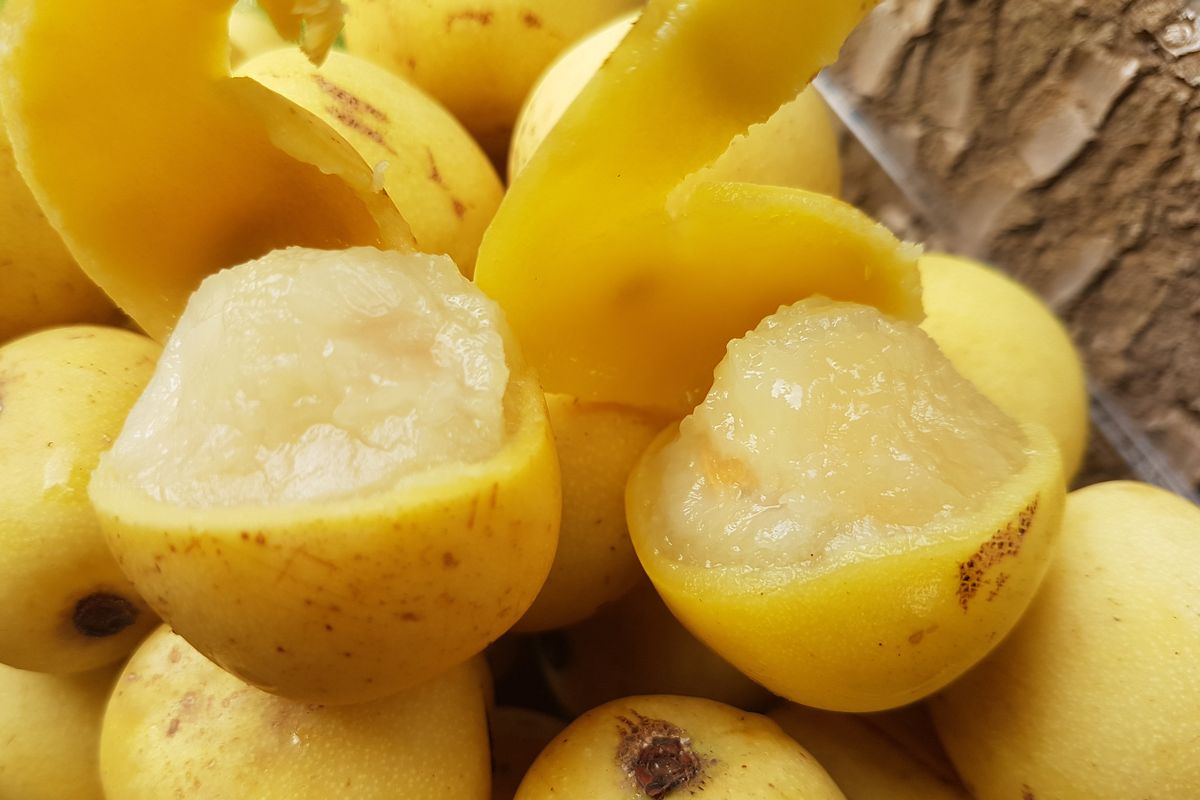 frutto marula