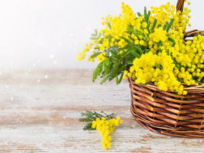 Mimosa cestino
