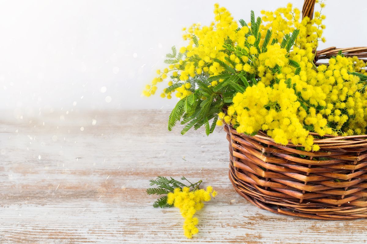 Mimosa cestino