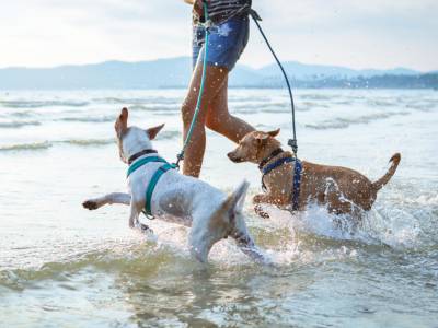 Cani Spiaggia