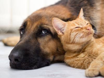 Cane e gatto