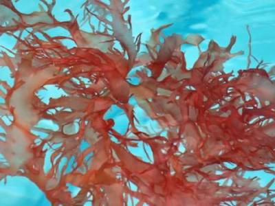 alga rossa