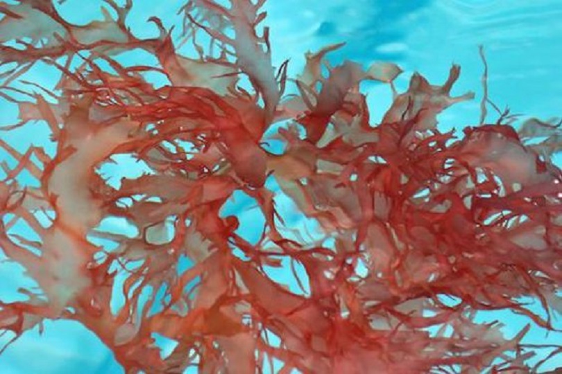 alga rossa