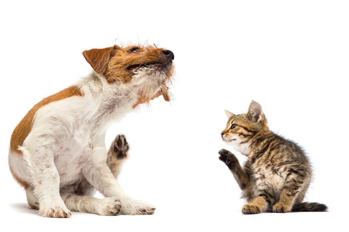 cane e gatto con pulci