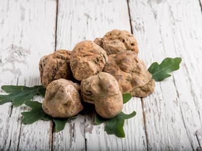 Tartufo Crete Senesi