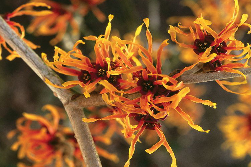 hamamelis