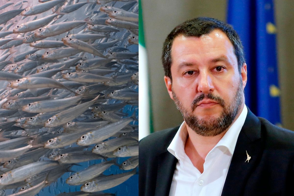 Sardine Matteo Salvini