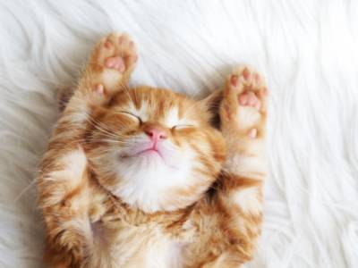 Gatto