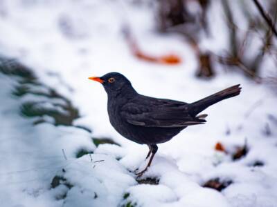 merlo neve