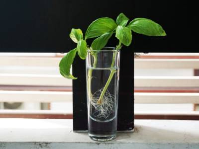 Basilico in acqua