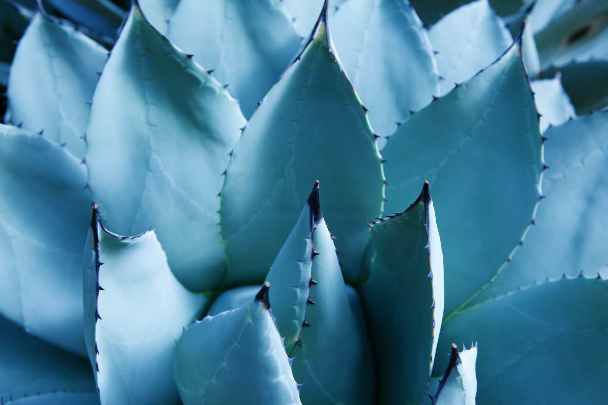 Agave