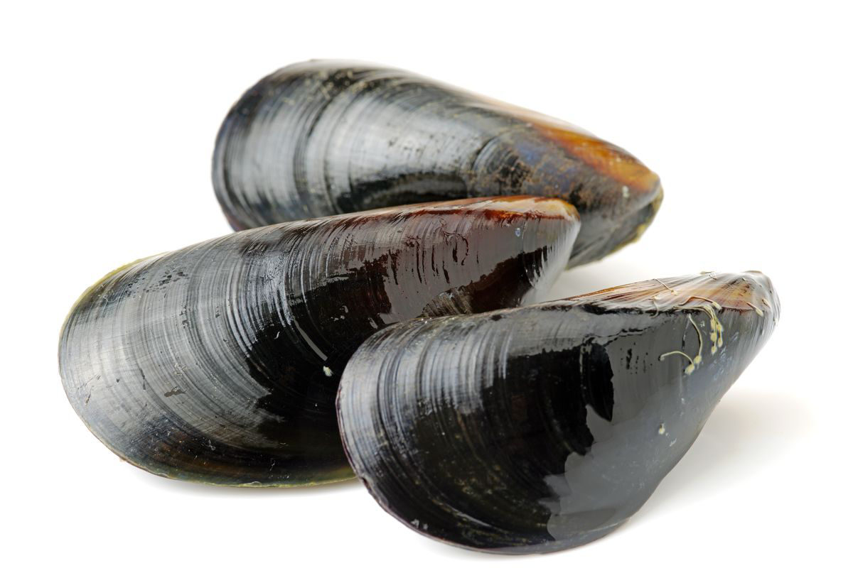 cozze