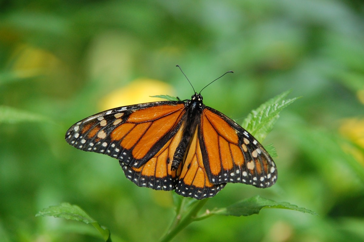 Farfalla monarca