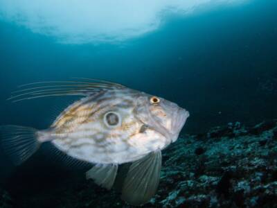 Pesce San Pietro