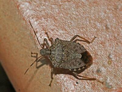 cimice marrone