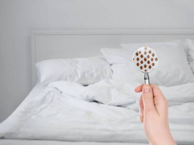 Cimici da letto