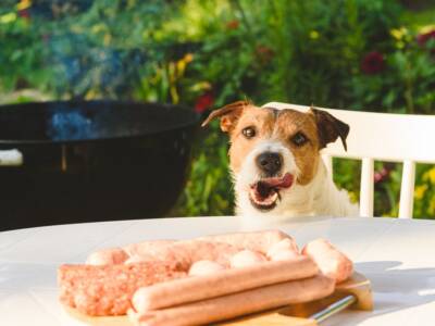 cane goloso carne