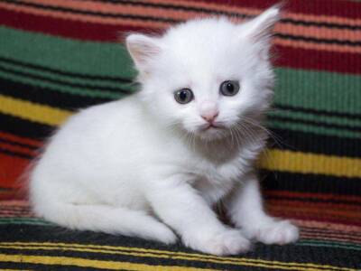gatto d'angora