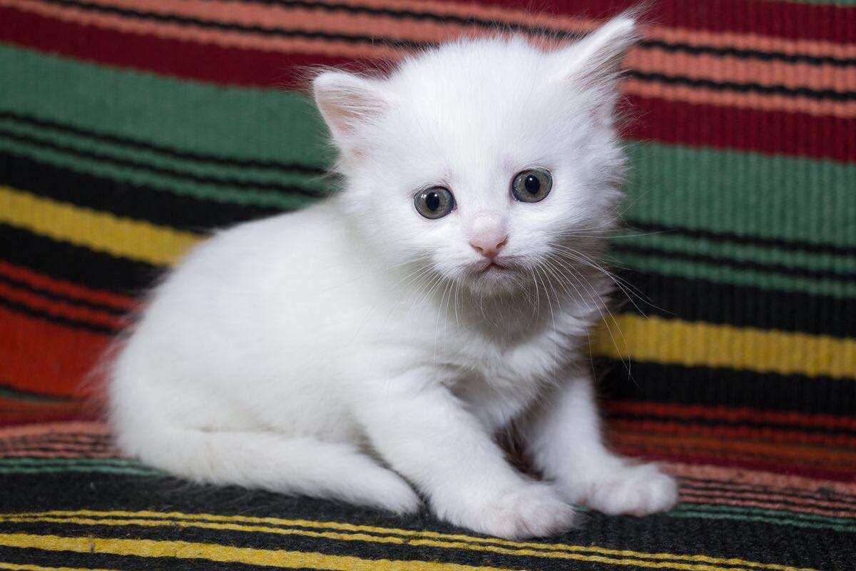 gatto d'angora