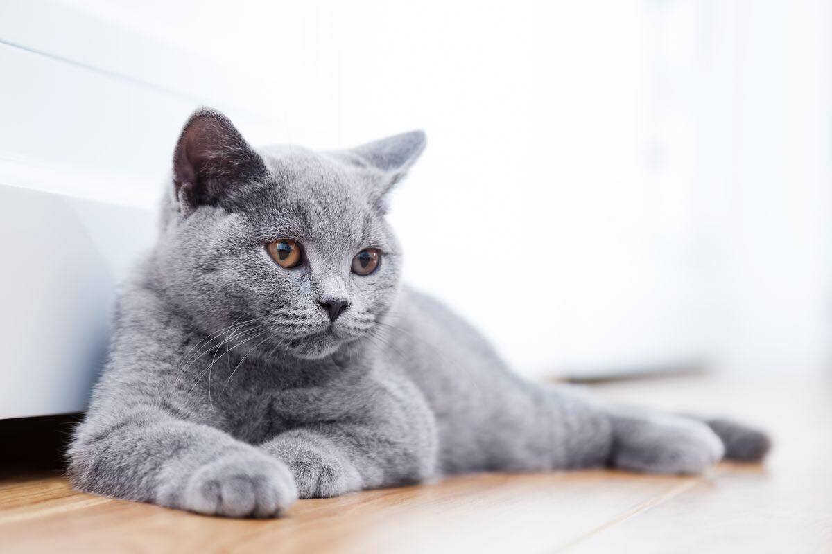 british shorthair