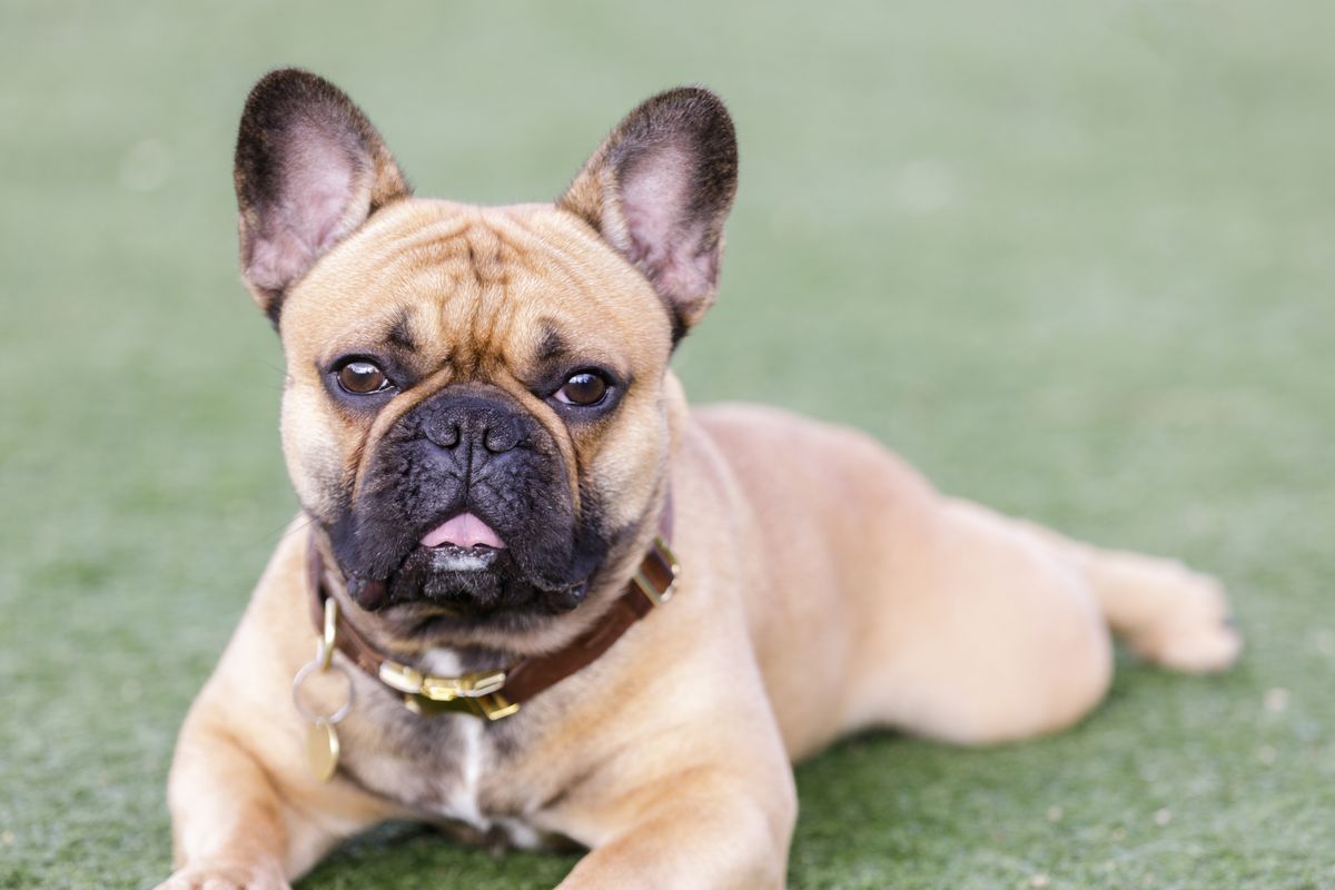 Bulldog francese