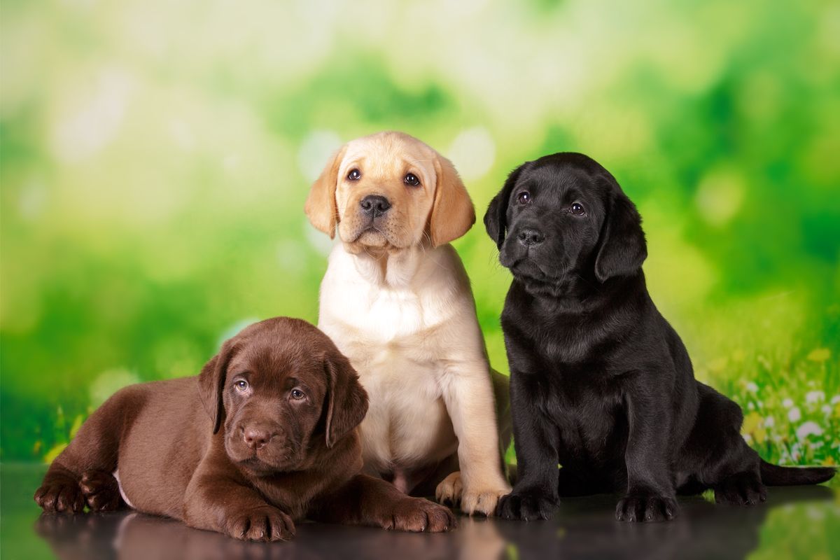 cuccioli di labrador