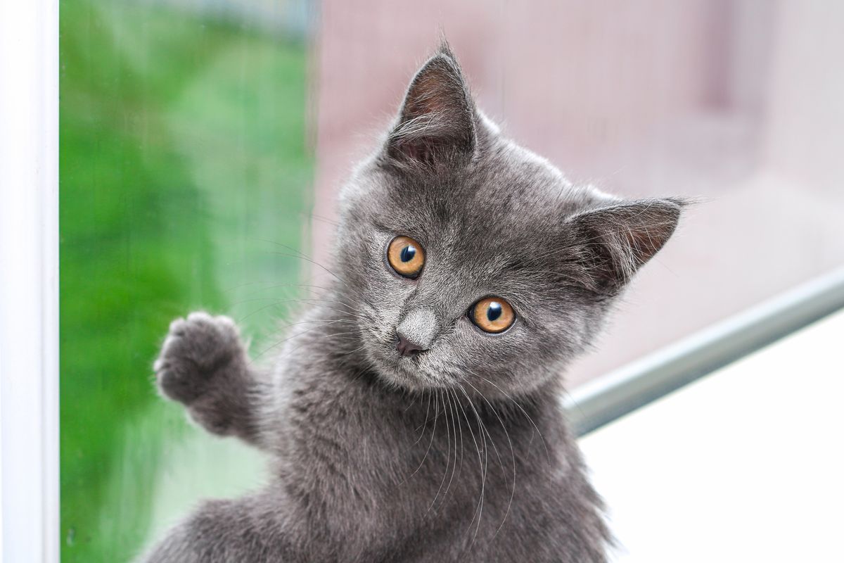 cucciolo gatto grigio