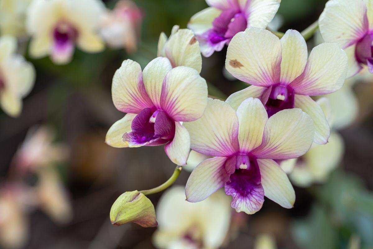 orchidee