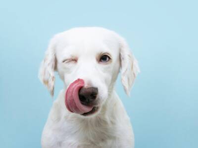 cane