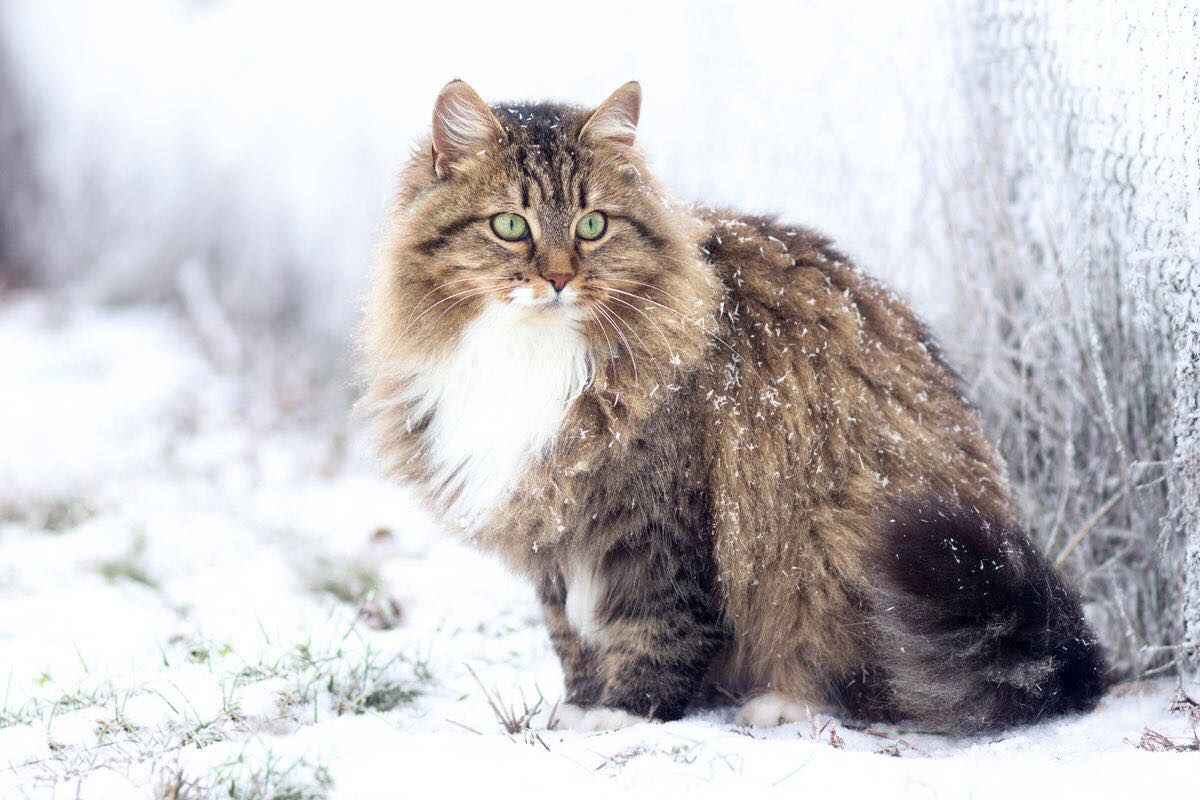 gatto gigante