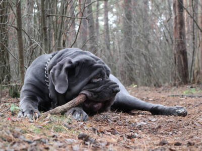 mastino napoletano