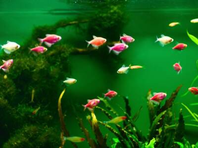 acquario