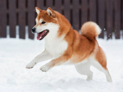 akita