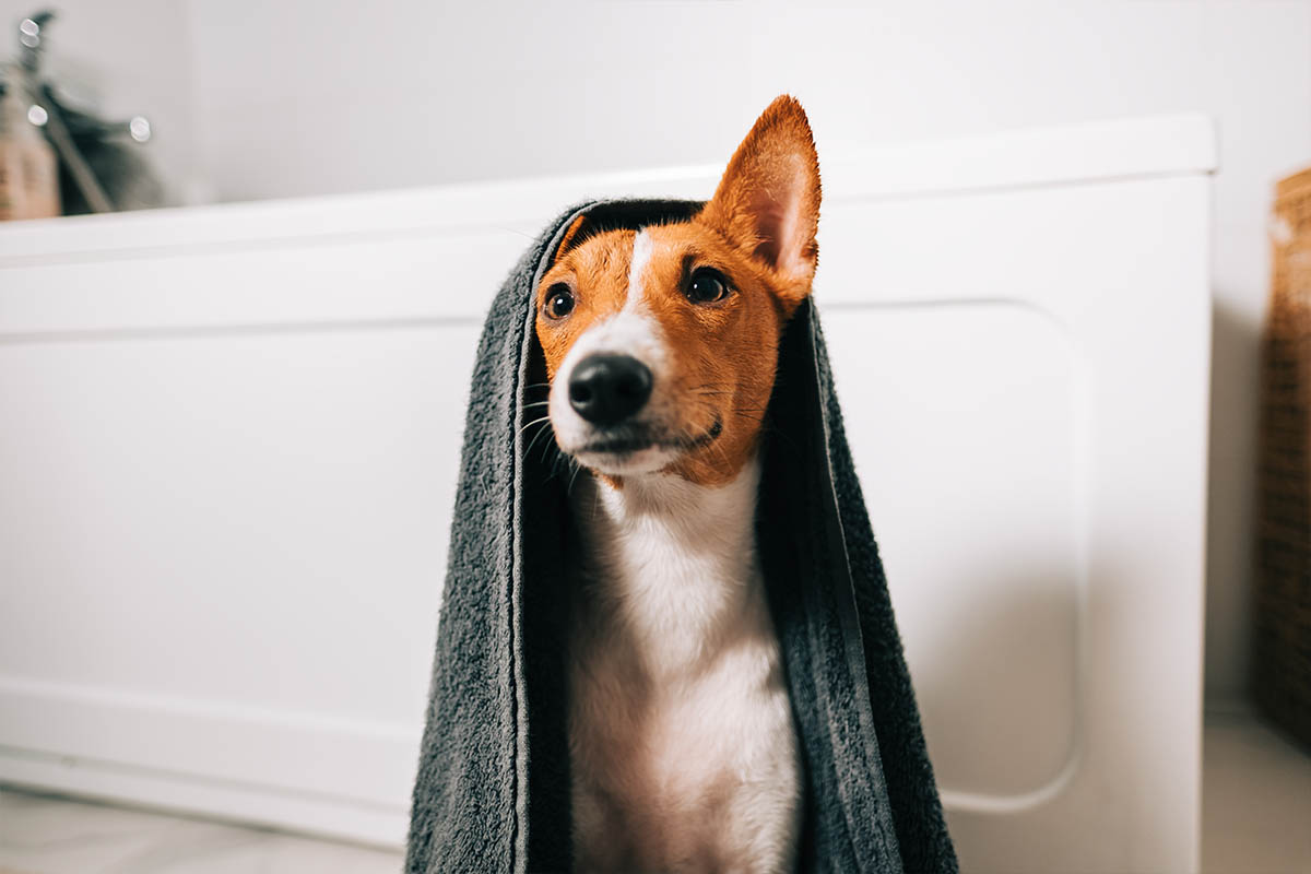 basenji
