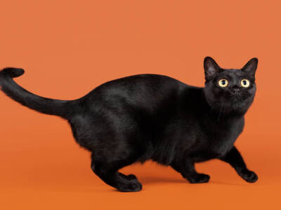 gatto Bombay