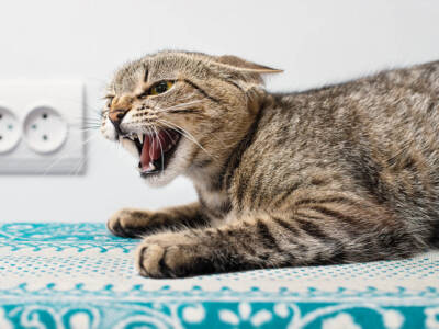 gatto che soffia