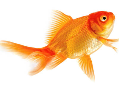 pesce rosso