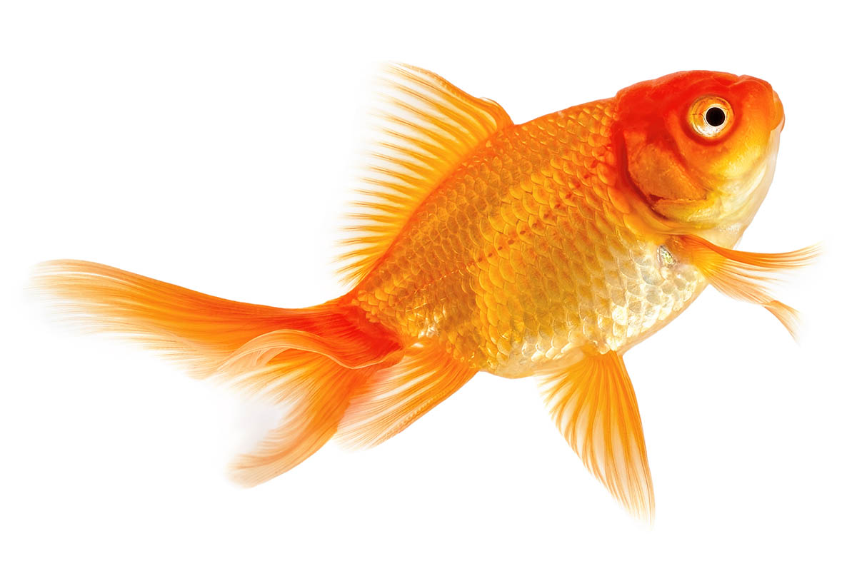 pesce rosso
