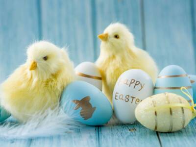 pulcini uova pasqua